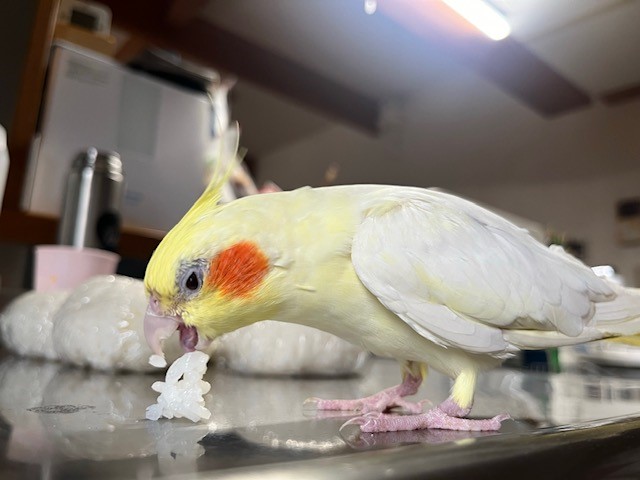 鳥の写真