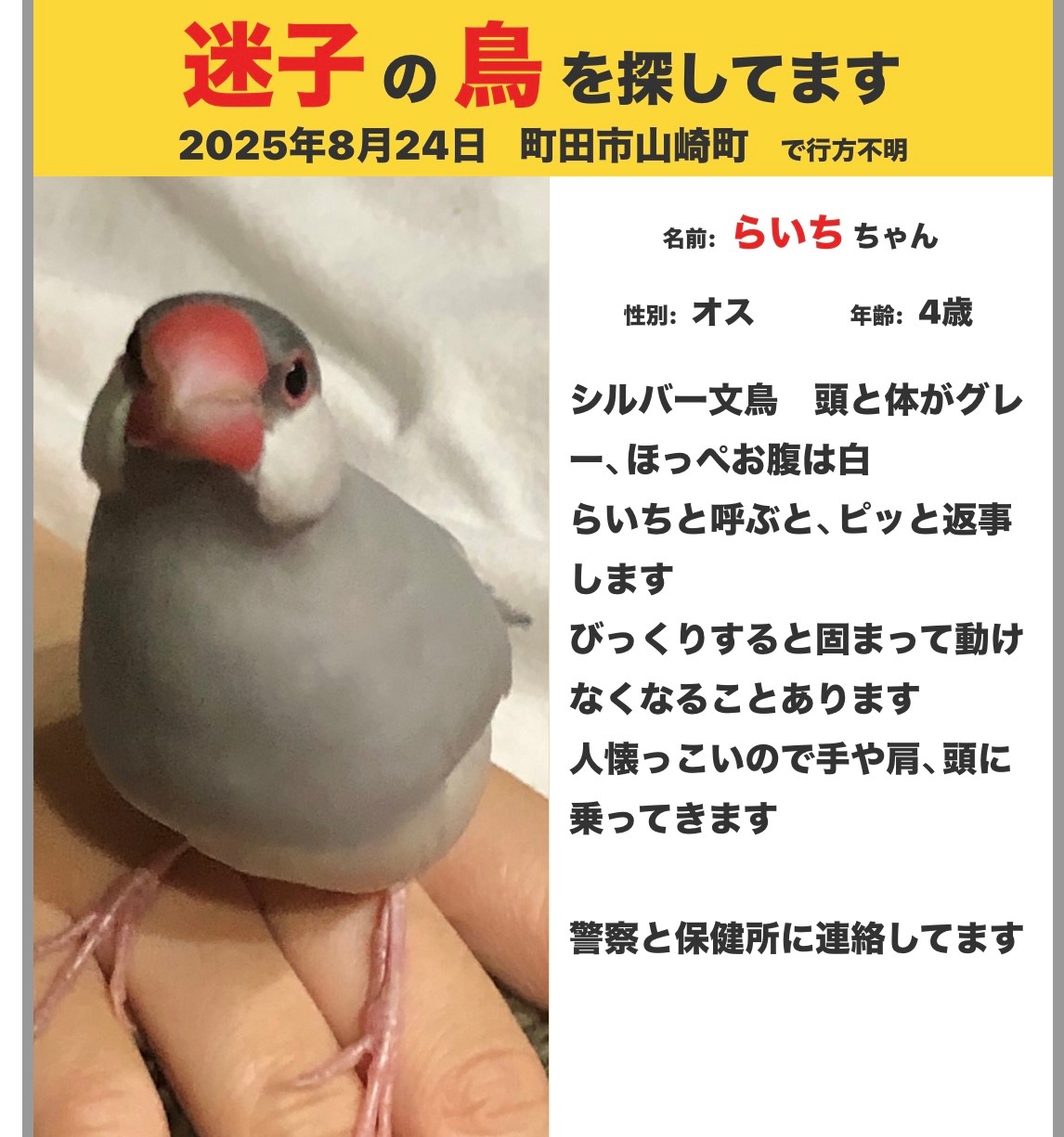 鳥の写真