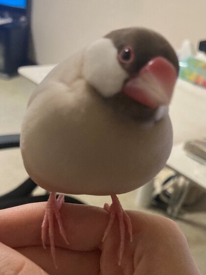 鳥の写真