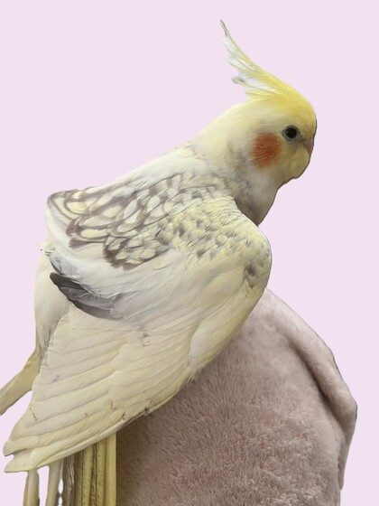 鳥の写真