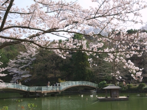 薬師池公園の画像