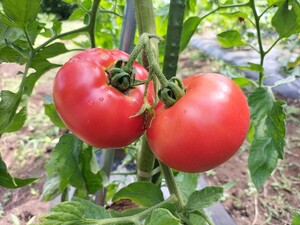 畑で採れるトマトの様子