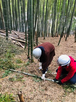 小野路地域の竹林内で伐採した竹2