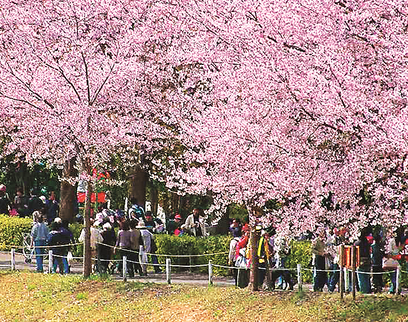 桜並木を歩いている人々の写真です