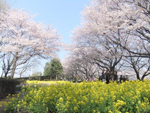 町田の桜