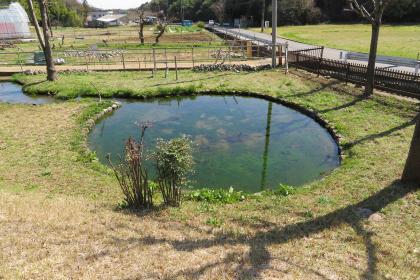 鶴見川源流の泉画像