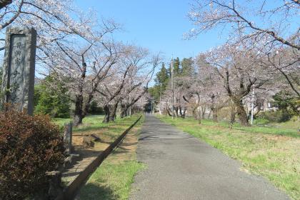 大泉寺参道画像