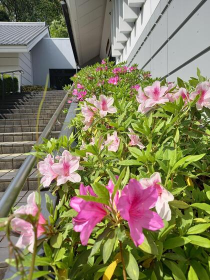 ツツジの花