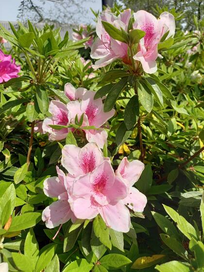 ツツジの花