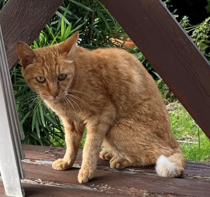 猫の写真
