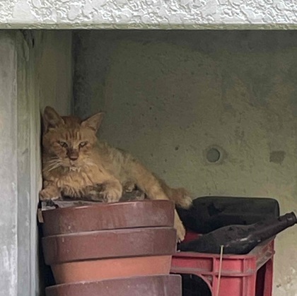 猫の写真