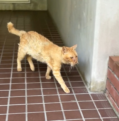 猫の写真