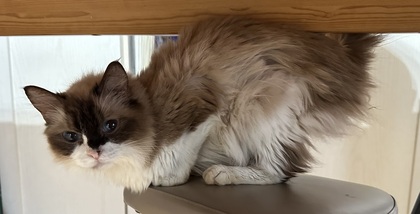猫の写真