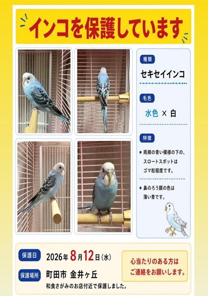 セキセイインコの写真