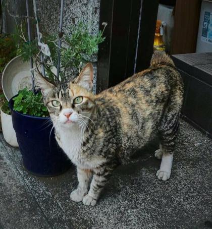 雑種猫の写真