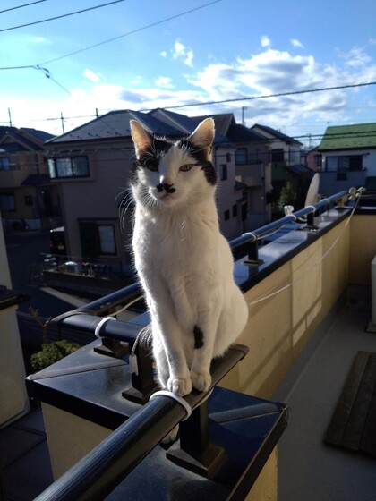 猫の写真