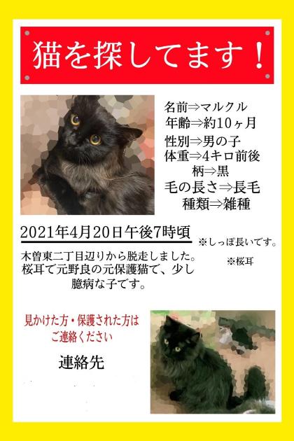 雑種猫の写真