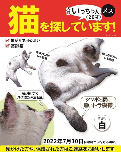 猫の写真