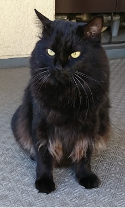 猫の写真