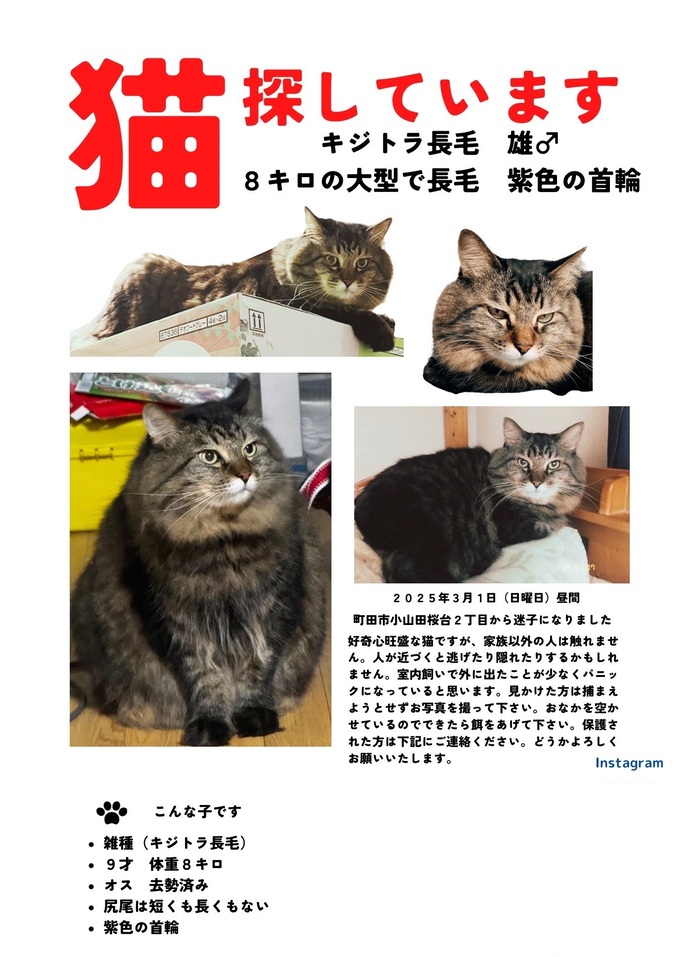 猫の写真