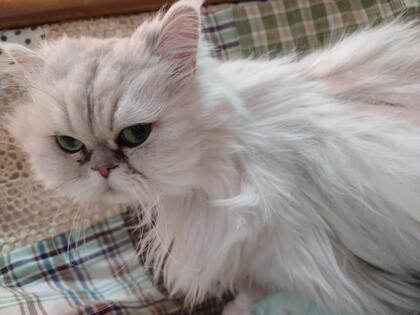 猫の写真
