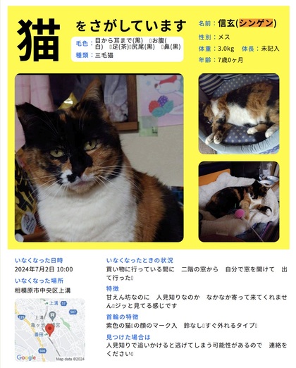 猫の写真