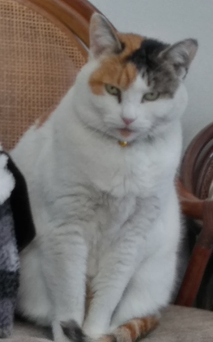 猫の写真