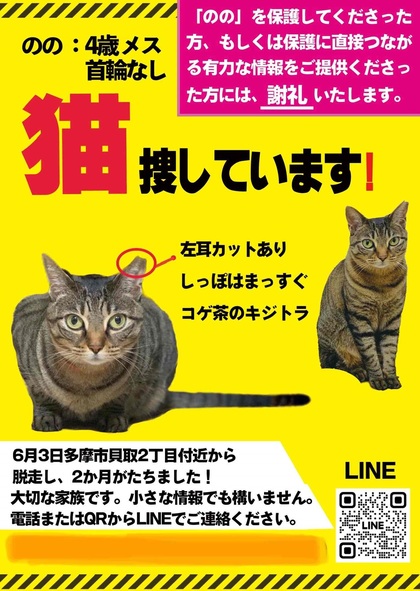 猫の写真