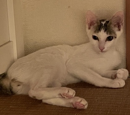 猫の写真
