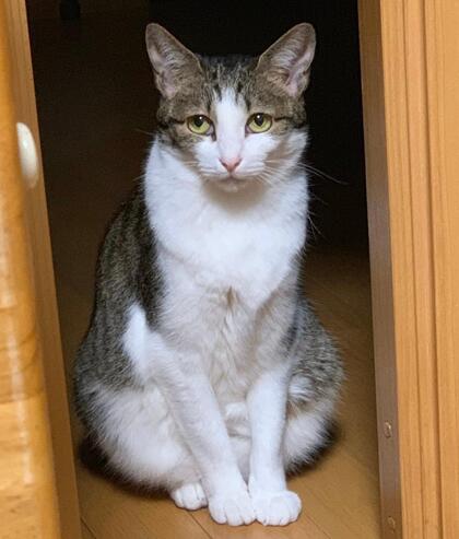 猫の写真