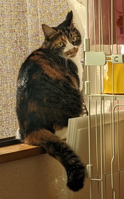 猫の写真