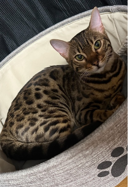 猫の写真