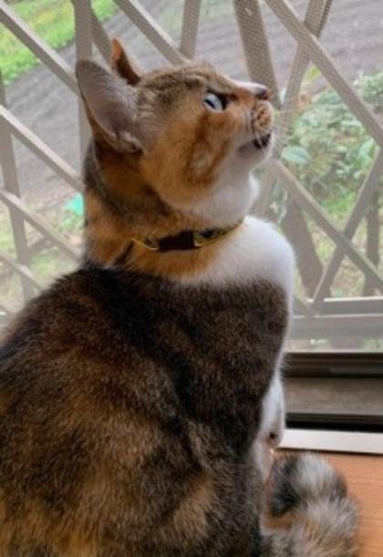猫の写真