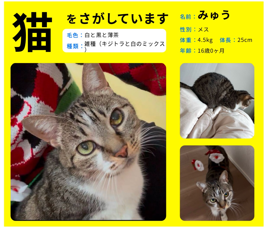 猫の写真