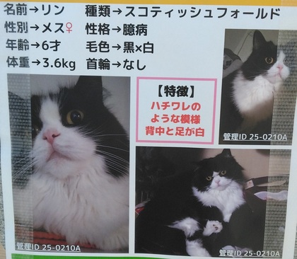 猫の写真