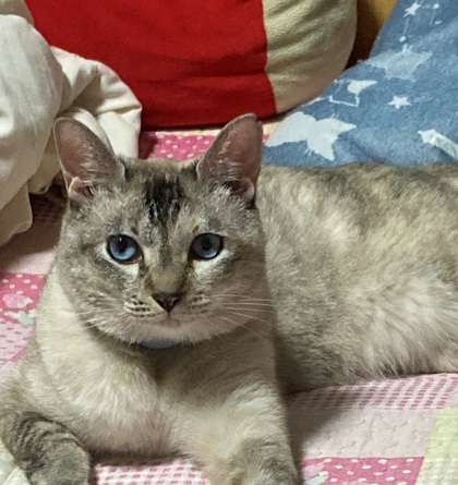 猫の写真