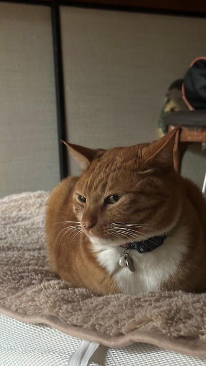 猫の写真