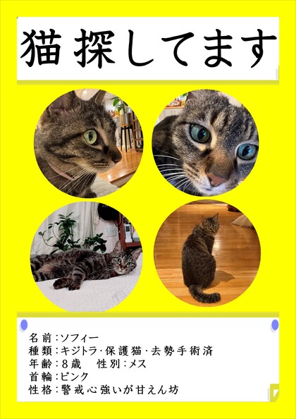猫の写真