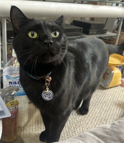 猫の写真
