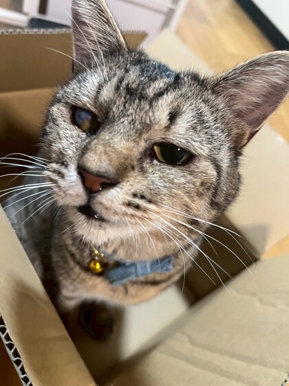猫の写真