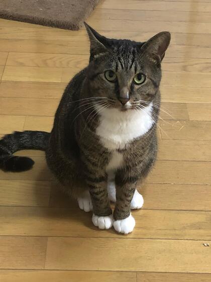猫の写真