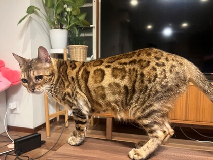 猫の写真