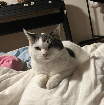 猫の写真