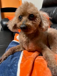 犬の写真