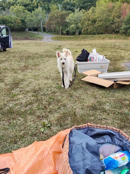 犬の写真