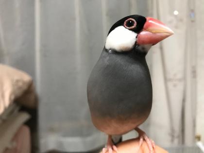 桜文鳥の写真