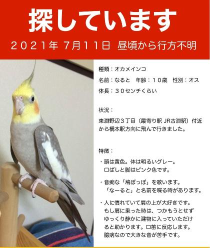 鳥の写真