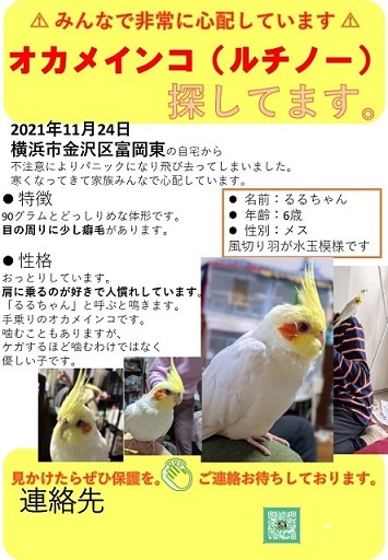 鳥の写真