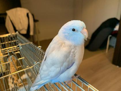 鳥の写真