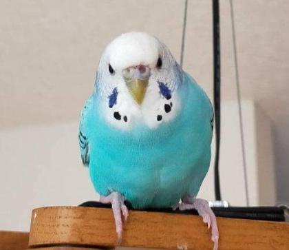 鳥の写真